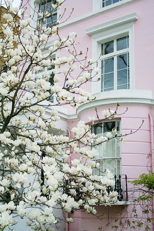 magnolia tree outside lovely building.jpg